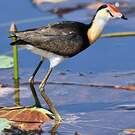 Jacana à crête
