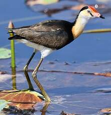 Jacana à crête