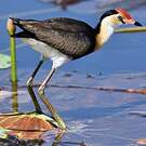 Jacana à crête