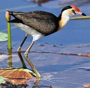 Comb-crested Jacana