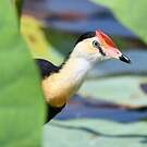 Jacana à crête