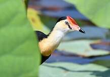 Jacana à crête