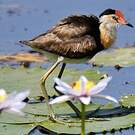 Jacana à crête