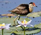 Jacana à crête