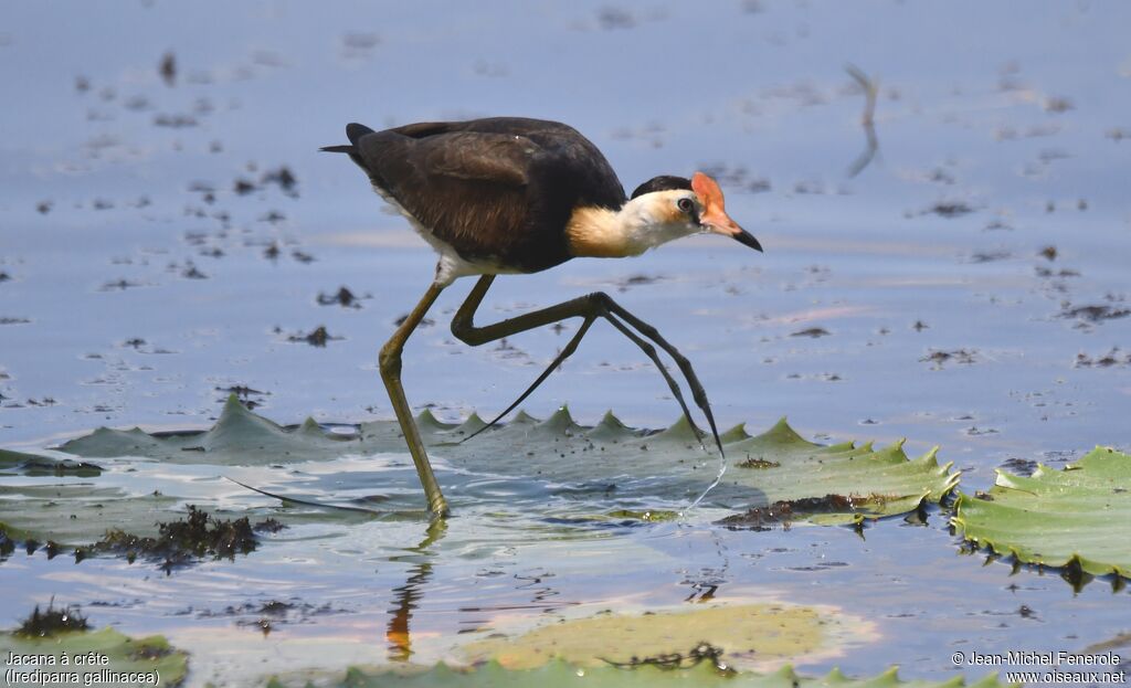 Jacana à crête