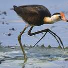 Jacana à crête