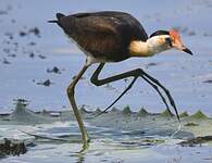 Jacana à crête