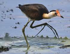 Comb-crested Jacana