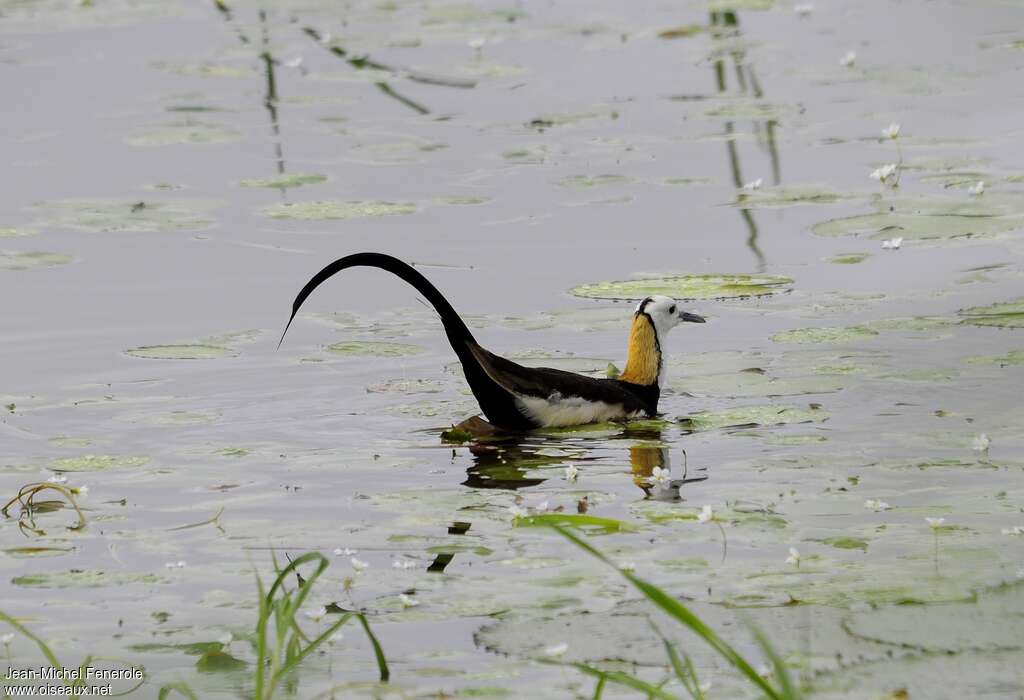 Jacana à longue queue, identification