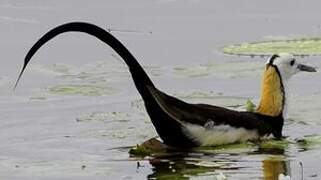 Pheasant-tailed Jacana