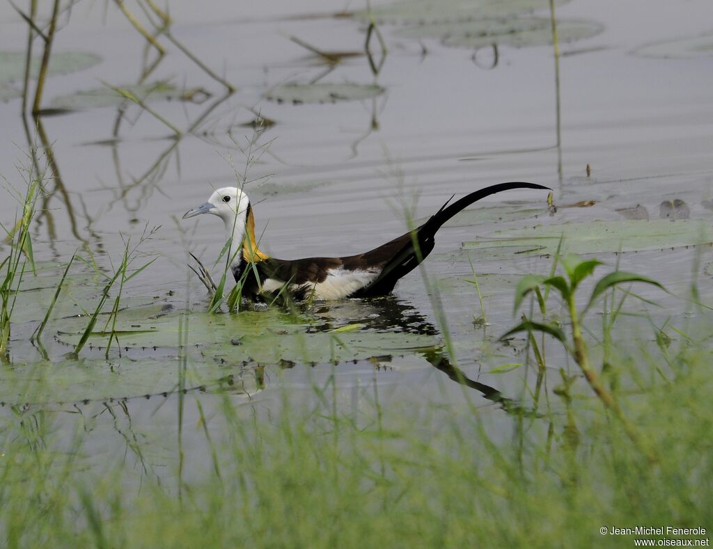 Jacana à longue queue