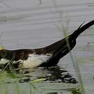 Jacana à longue queue