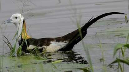 Jacana à longue queue