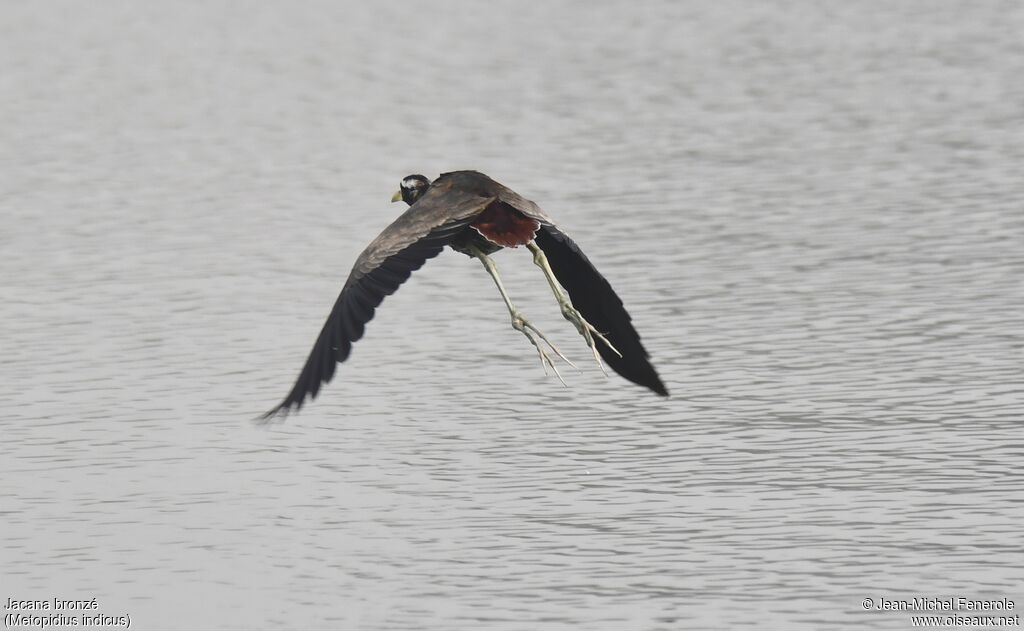 Jacana bronzé