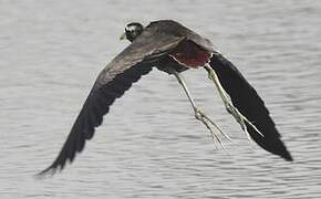 Bronze-winged Jacana