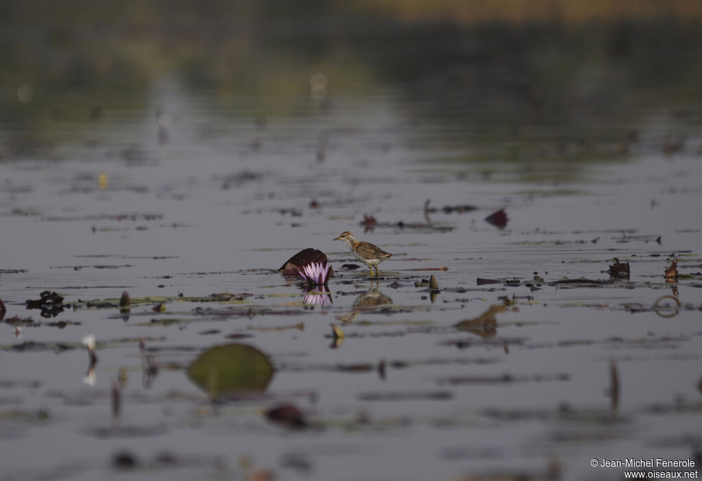 Lesser Jacana