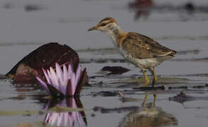 Lesser Jacana