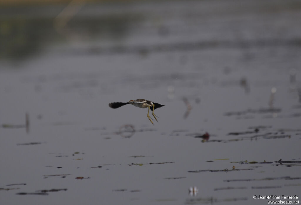 Lesser Jacana