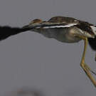 Jacana nain