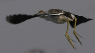 Lesser Jacana