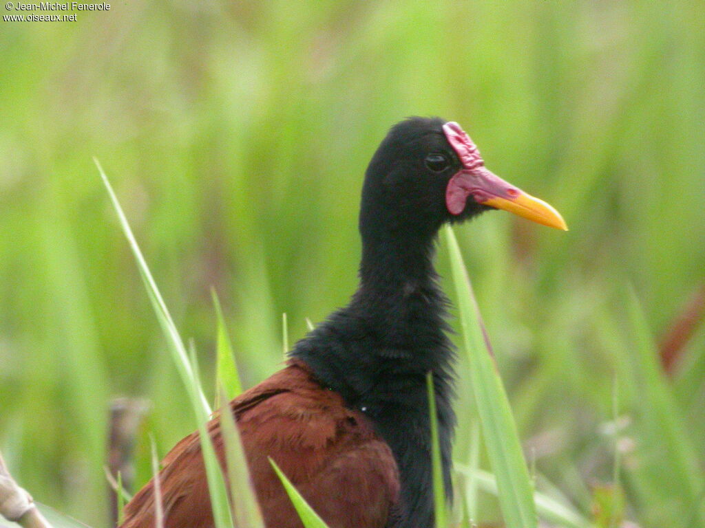 Wattled Jacana