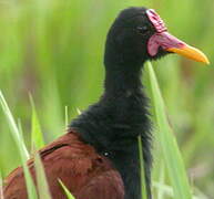 Wattled Jacana