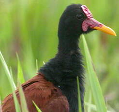 Jacana noir