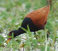 Wattled Jacana