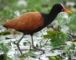 Jacana noir