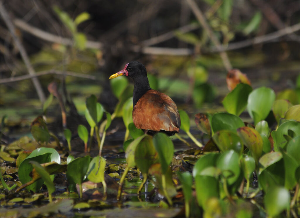 Wattled Jacana