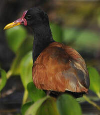 Jacana noir