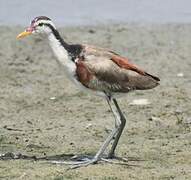 Wattled Jacana