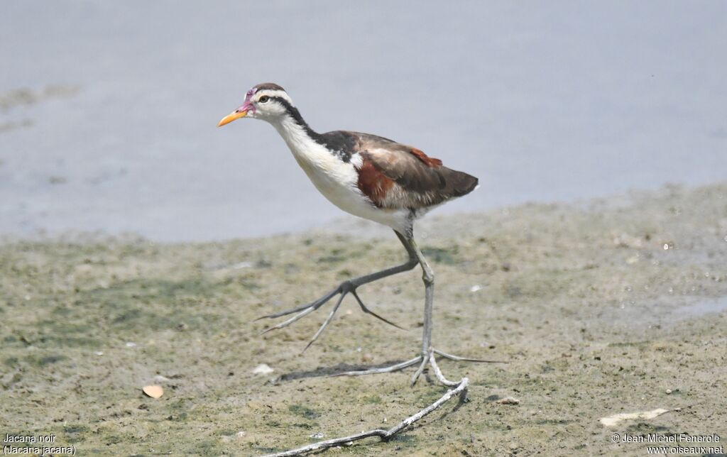 Wattled Jacana