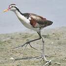 Jacana noir