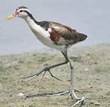 Jacana noir