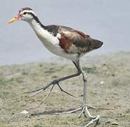 Wattled Jacana