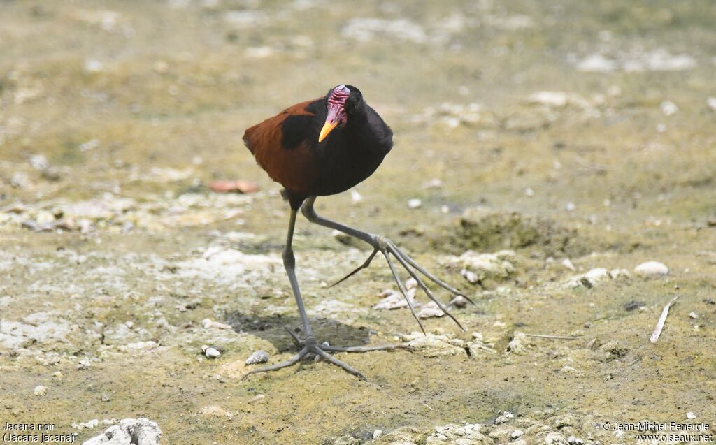 Wattled Jacana