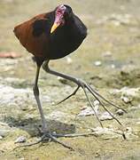 Wattled Jacana