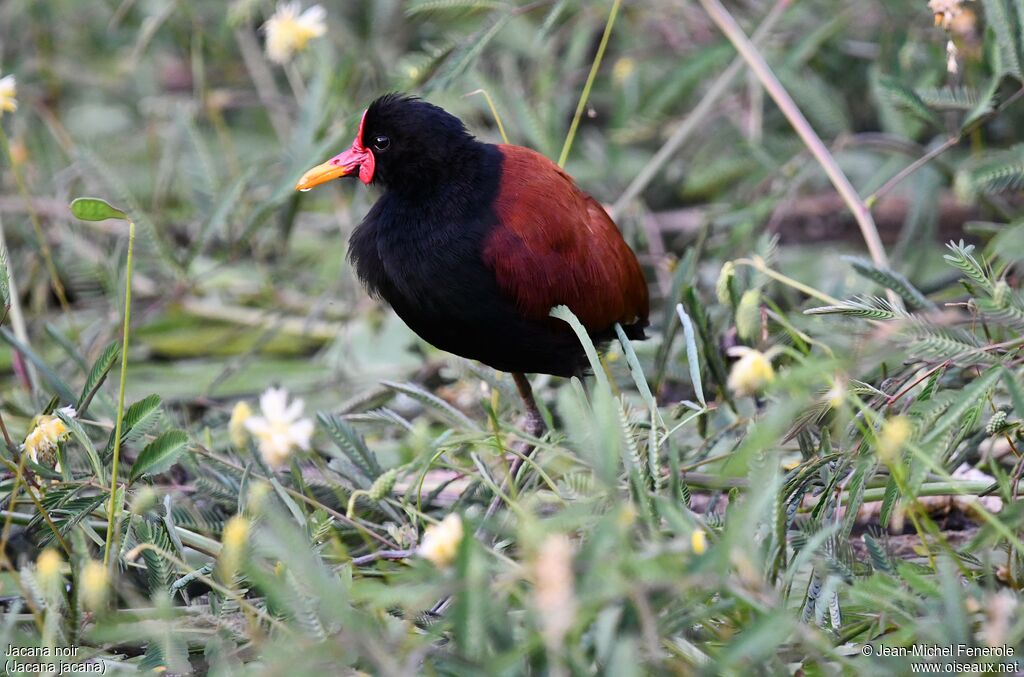 Wattled Jacana