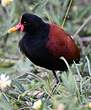 Jacana noir