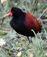 Jacana noir