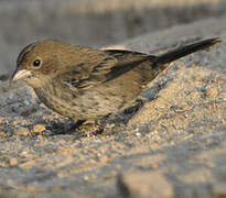 Blue-black Grassquit