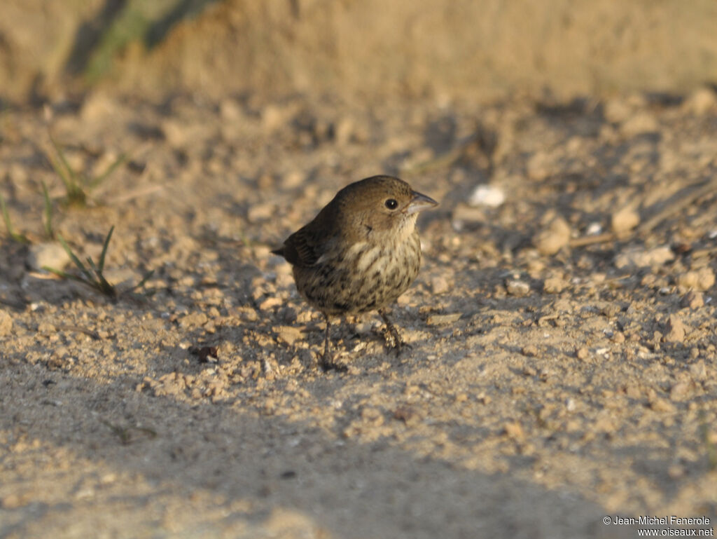 Blue-black Grassquit female adult