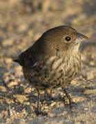 Blue-black Grassquit