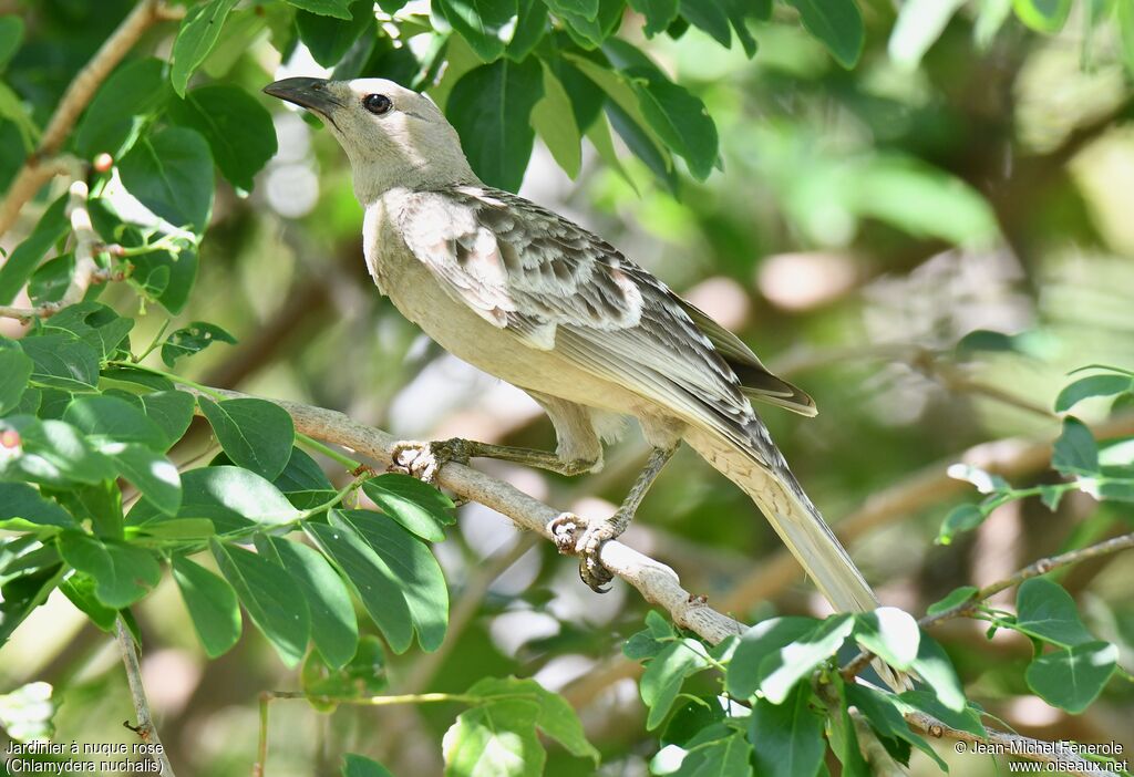 Great Bowerbird