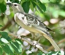 Great Bowerbird