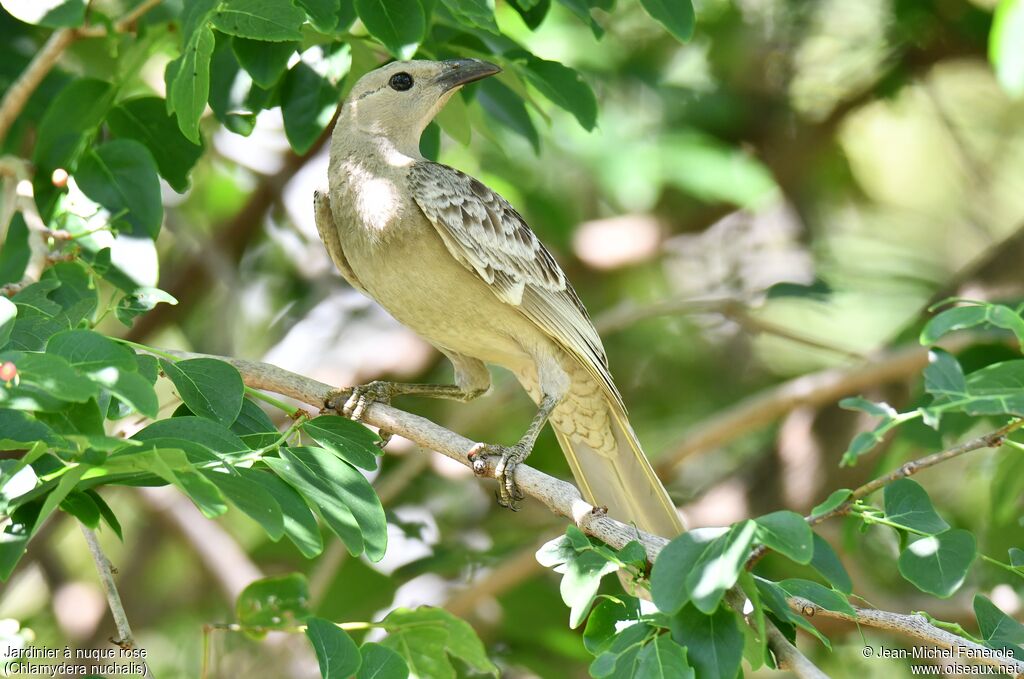 Great Bowerbird