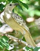 Great Bowerbird