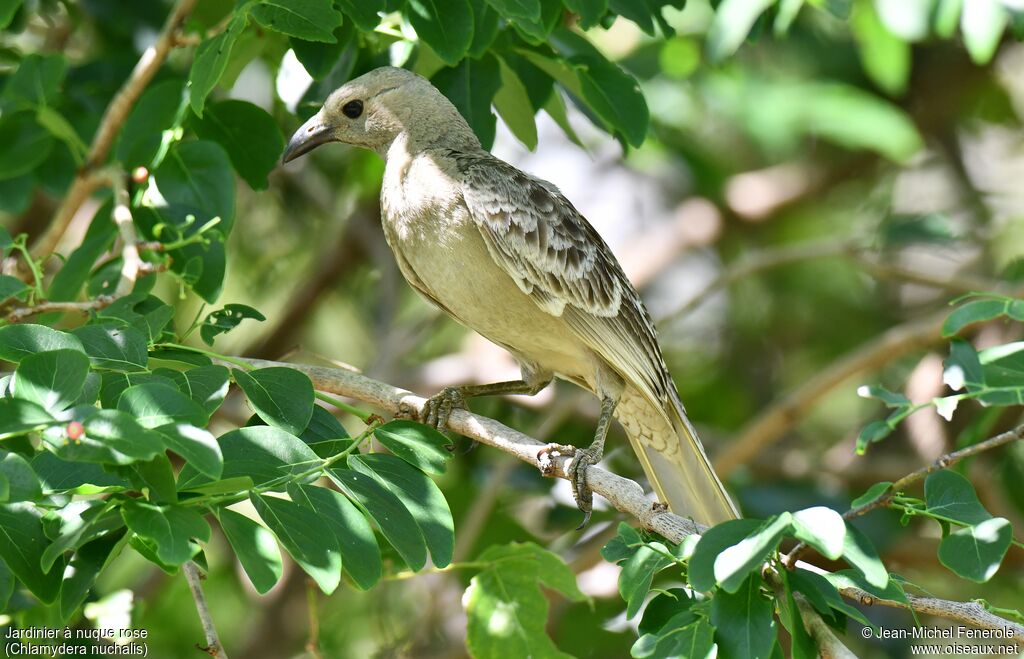 Great Bowerbird