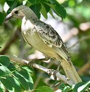 Great Bowerbird